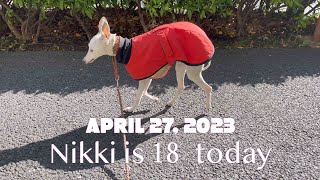 Nikki the Famous Italian Greyhound is 18 today Happy Birthday!   4K