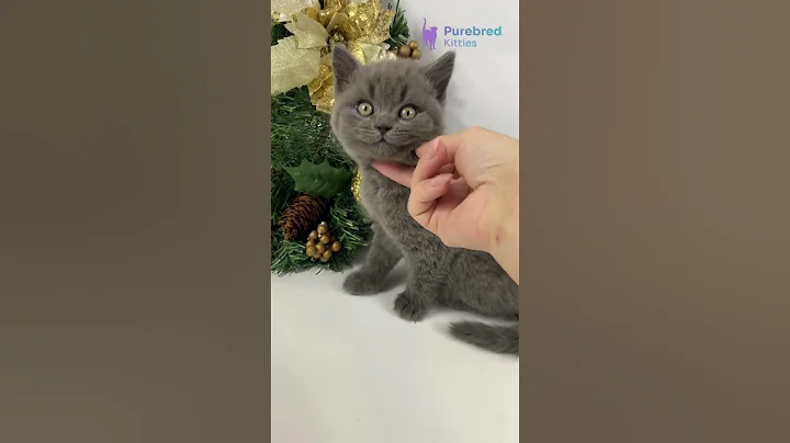 Video 11753761: british shorthair blue kitten, british shorthair boy, eyes british shorthair, britishshorthair