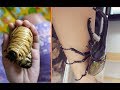 Everything You Need To Know About Giant Beetles