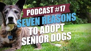 TOP #17: Seven Reasons to Adopt Senior Dogs