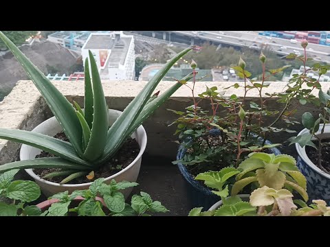 Amazing plants ☘️ Mints, Oregano and others