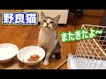 野良猫が我が家のように寛ぐ姿が可愛すぎる Kitten Cat Japanese traditional house