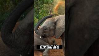 DIY elephant AC! #elephant #naturepbs #wildlife #africa #stem