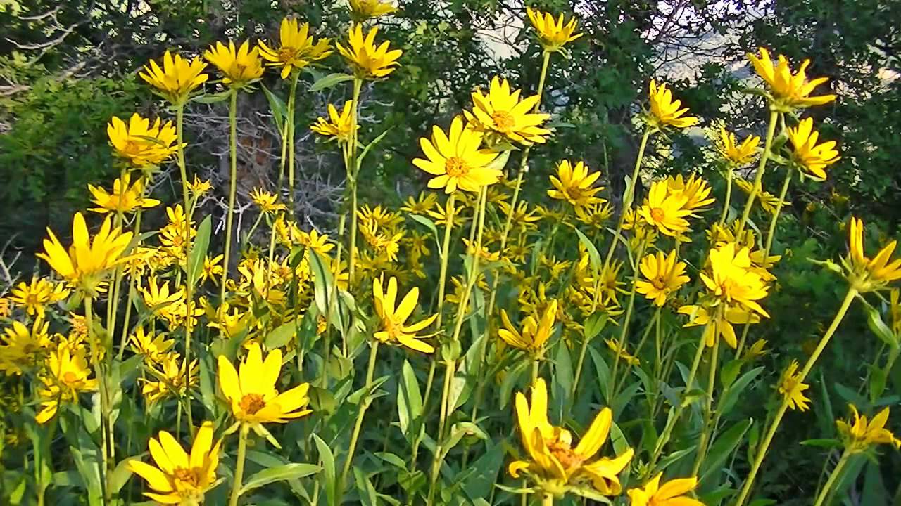 Deer and Wild Flowers - YouTube
