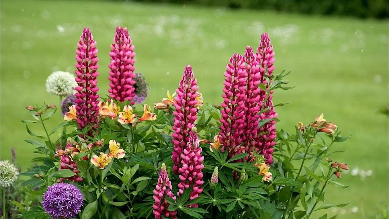 How to Grow Lupin YouTube