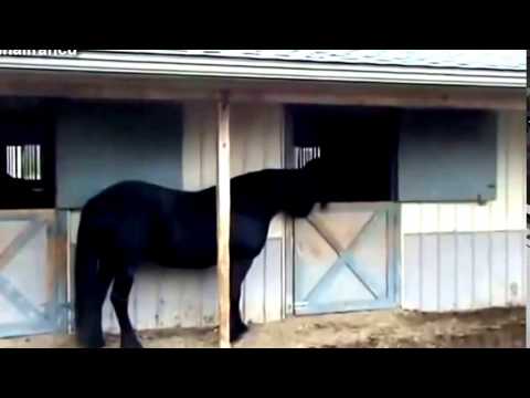 horses-top-10-funny-horse-videos