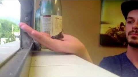 Hummingbirds in my office part 2 ORIGINAL VIDEO