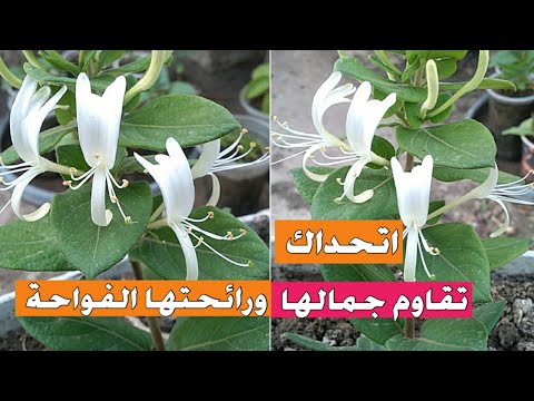 إزرع هذه الزهور الرائعة اتحداك تقاوم جمالها ورائحتها الفواحة