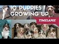 10 Puppies Growing up! | Australian Shepherds Timelapse