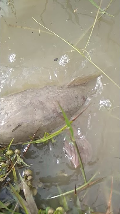 singsotan siulan ikan gabus nongol