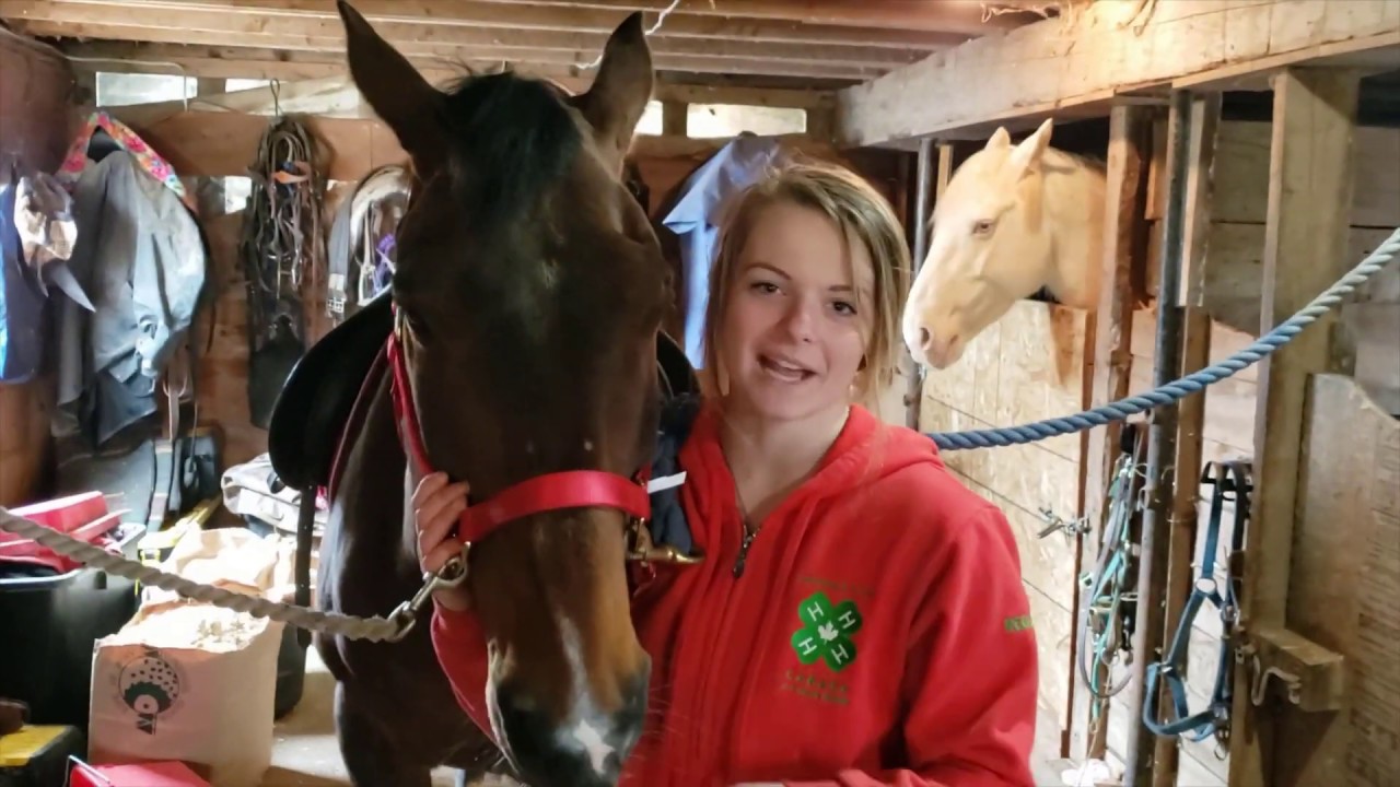 How to Groom and Tack up your Horse! (English Tack) - YouTube