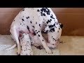 Cute Dalmatian Puppies Birth Process