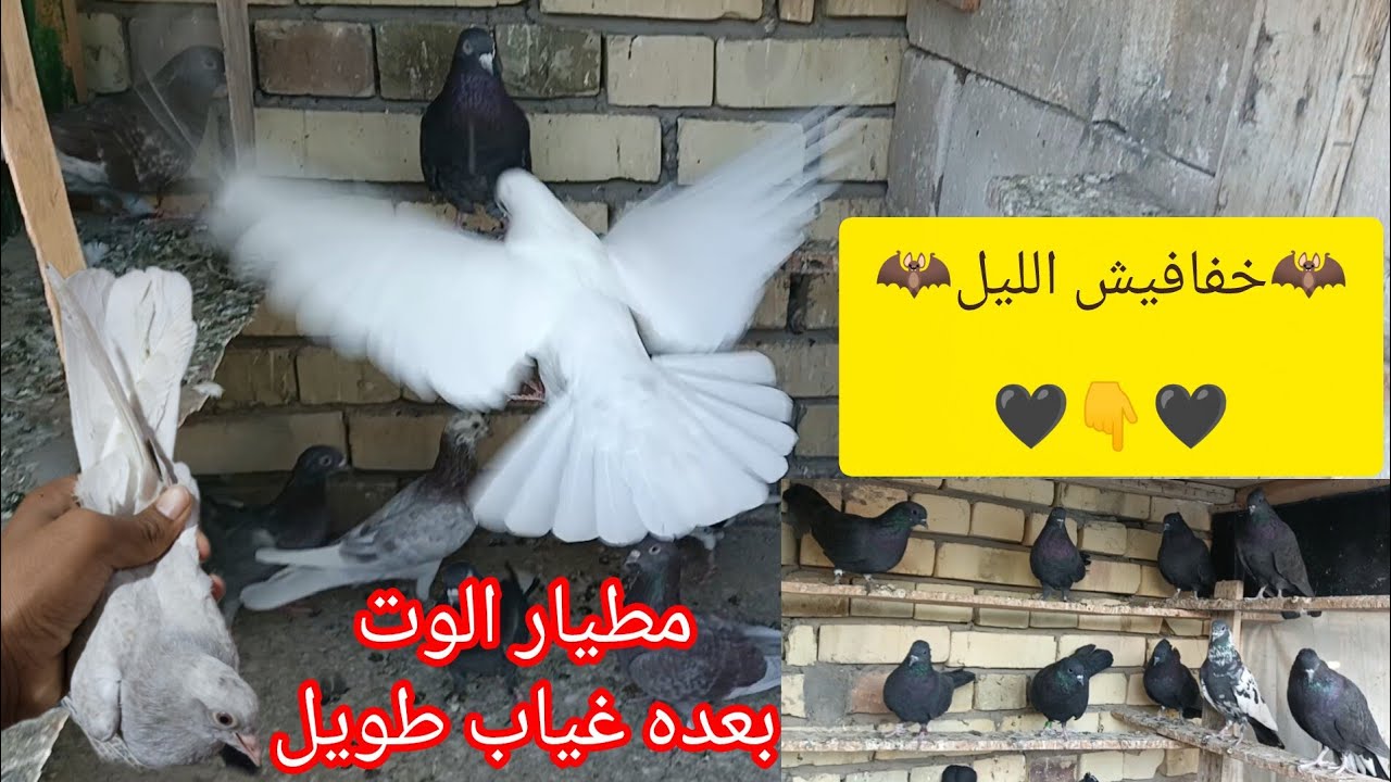 العوده خفافيش الليل🦇🖤بعده غياب طويل.صورت حمام لوت مطيار روعه😍٢ نوفمبر ٢٠٢٥