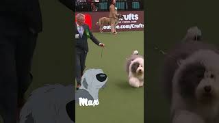 Cartoon dogs in real life
Subscribe to Crufts: http://bit.ly/CruftsSub
Connect with Crufts online:
Follow us on TikTok: https://www.tiktok.com/@crufts
Follow us on Twitter: @Crufts – https://www.twitter.com/crufts
Follow us on Instagram: @Crufts - https://www.instagram.com/crufts
Like us on Facebook: http://www.facebook.com/Crufts
Visit the Official Crufts Website: http://www.crufts.org.uk/
Connect with The Kennel Club online:
Follow us on Twitter: @TheKennelClubUK –
https://www.twitter.com/thekennelclubuk
Follow us on Instagram: @TheKennelClubUK - https://www.instagram.com/thekennelcl...
Like us on Facebook: http://www.facebook.com/thekennelclubuk
Visit the Official Kennel Club Website: http://www.thekennelclub.org.uk
All content © Crufts 2026 and is freely available for private non-commercial viewing worldwide. Reproduction of any content requires the prior express consent of The Kennel Club. For terms of use, click here: https://crufts.org.uk/notice-and-take-down-policy/ Cartoon dogs in real life