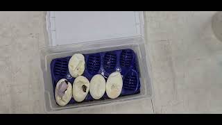 Ball Python Cutting Clutch 2026-08