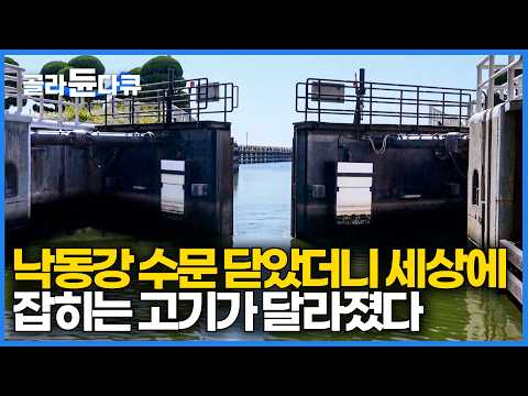 What’s happening at the Nakdong River estuary where fish species have changed due to controlled s...