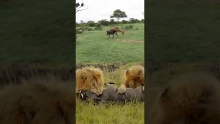 🔥A REAL KING IS HERE!😱 Lions in Wildlife #animals HOW LIONS HUNT!?🧐