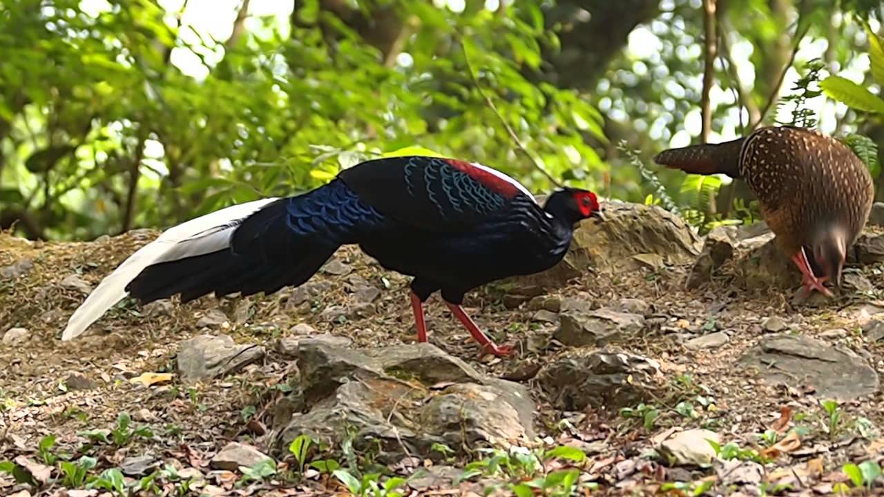 P1203113 藍腹鷴 Taiwan Blue Pheasant 
