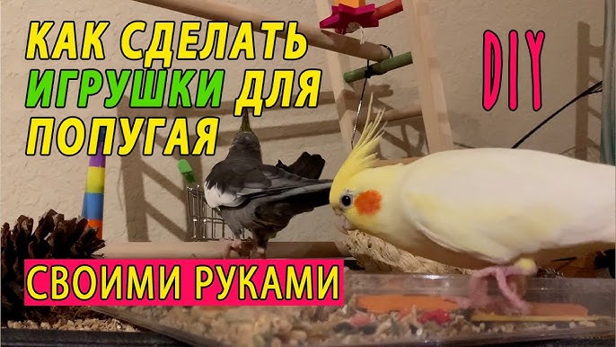 Как сделать гнездо для волнистых попугаев своими руками видео
