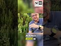 Glistnik: Sekret na Zdrową Wątrobę i Trawienie! Musisz To Zobaczyć!