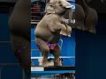 Safari Animal Sounds Song | Olympic Animal Diving | Giggles and Toons