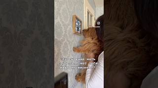 #funnydogs #собака #norwich #norwichterrier #puppy #афоня #pets