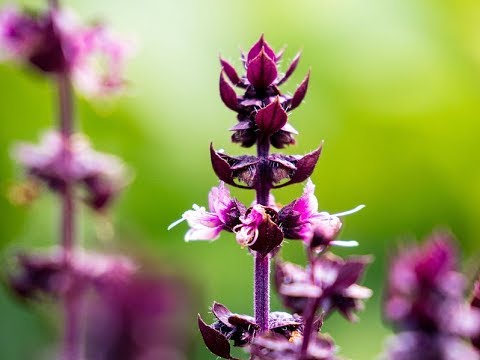 Video: Greek Dwarf Basil – Tipps für den Anbau von griechischem Basilikum in Gärten