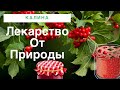 Калина на зиму без варки. Природное лекарство.