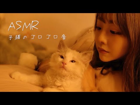 ASMR - 私と子猫と添い寝する？?【猫のゴロゴロ音】