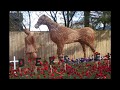 Remembrance Scenes Nunthorpe Middlesbrough