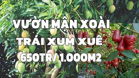 Chủ hết khả năng trả lãi ngân hàng, đành bán gấp vườn xoài mận cho thu mạnh, sông ray cẩm mỹ