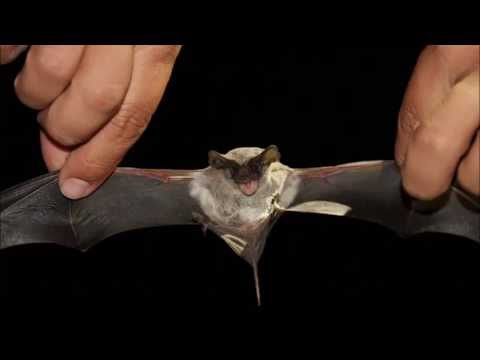hot-august-nite-at-the-simmons-bat-cave-with-a-buncha-mexican-free-tailed-bats