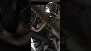 Gato Montes (Leopardus geoffroyi) #plottier #fauna #diadelmedioambiente
