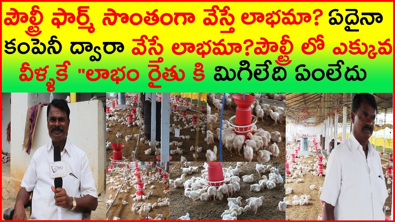 Profit inPoultry for Farmers?Intermediaries?Is it Profitable to own Poultry?Profit from the Company?