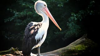 Звук, который издает американский бурый пеликан