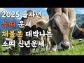 2025 을사년 소띠운세 신년운세 #운세 #소띠운세