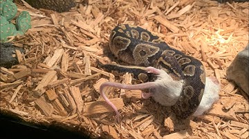 Chocolate ball python feeding