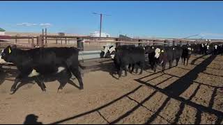 Cattle Range Listing # 602C817
