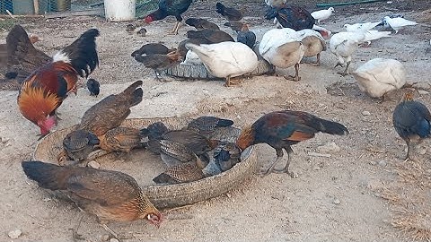 nyob zoo os los saib kuv pub qaib os 20/12/24