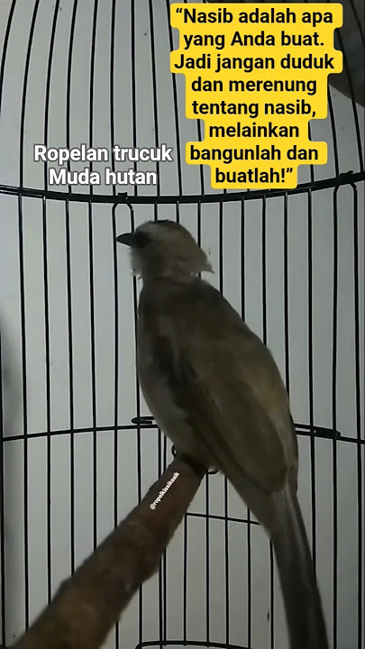 ropelan trucuk muda hutan,gacor ropel pas buat pancingan trucukan bahan. #hobiburung #trucukangacor