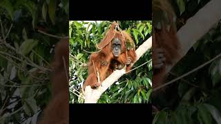 Mother And Juvenile Orangutan In Tree.