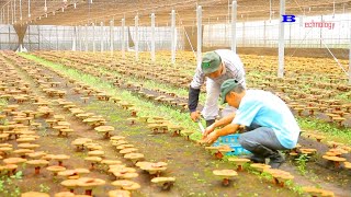 How To Grow Ganoderma In Japan  - Red Reishi Mushroom Farm - Growing And Harvesting Straw Mushrooms