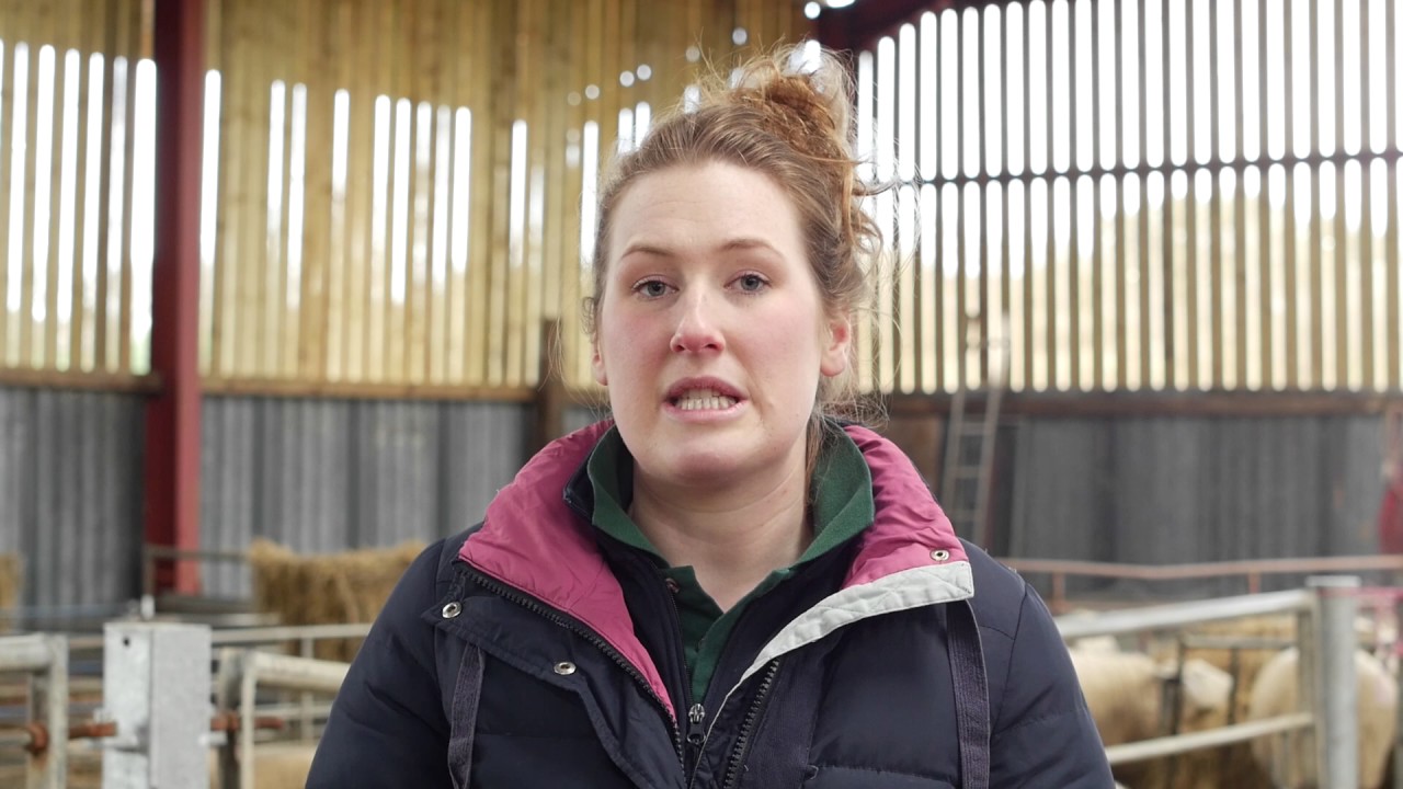 What Are The Daily Milk Intake Requirements For Surplus Lambs Lamlac what-are-the-daily-milk-intake-requirements-for-surplus-lambs-lamlac