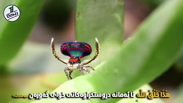 💠 سوره لقمان آیه 11 🔸 هَٰذَا خَلْقُ اللَّهِ