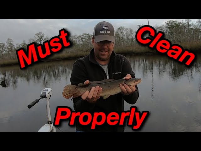 Catching Bowfin Choupique in wire nets Catch, Clean, and Cook tips 