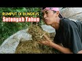 RUMPUT DI BUNGKUS PLASTIK SETENGAH TAHUN || Hasil Silase Rumput Gajah / Kolonjono