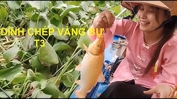 Những ngày đầu tiên tập câu cá T3 | Câu Cá Miệt Vườn