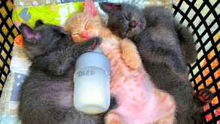 they fell asleep after being fed milk 😻
