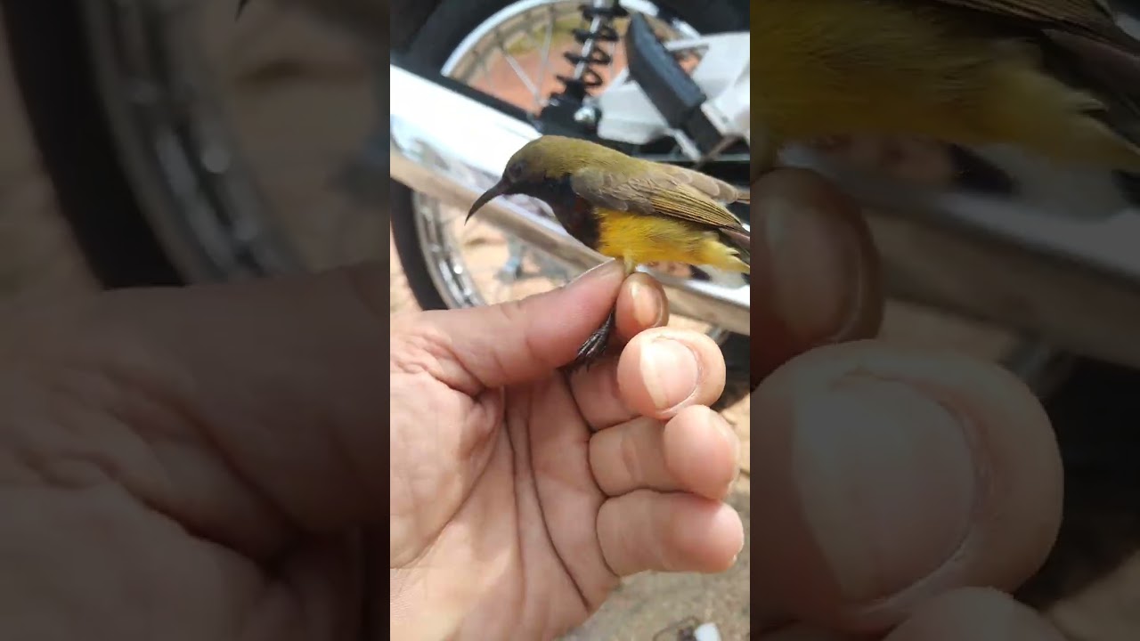 Bẫy 5m bụng vàng gặp chim bổi đá bể cả chim mồi 