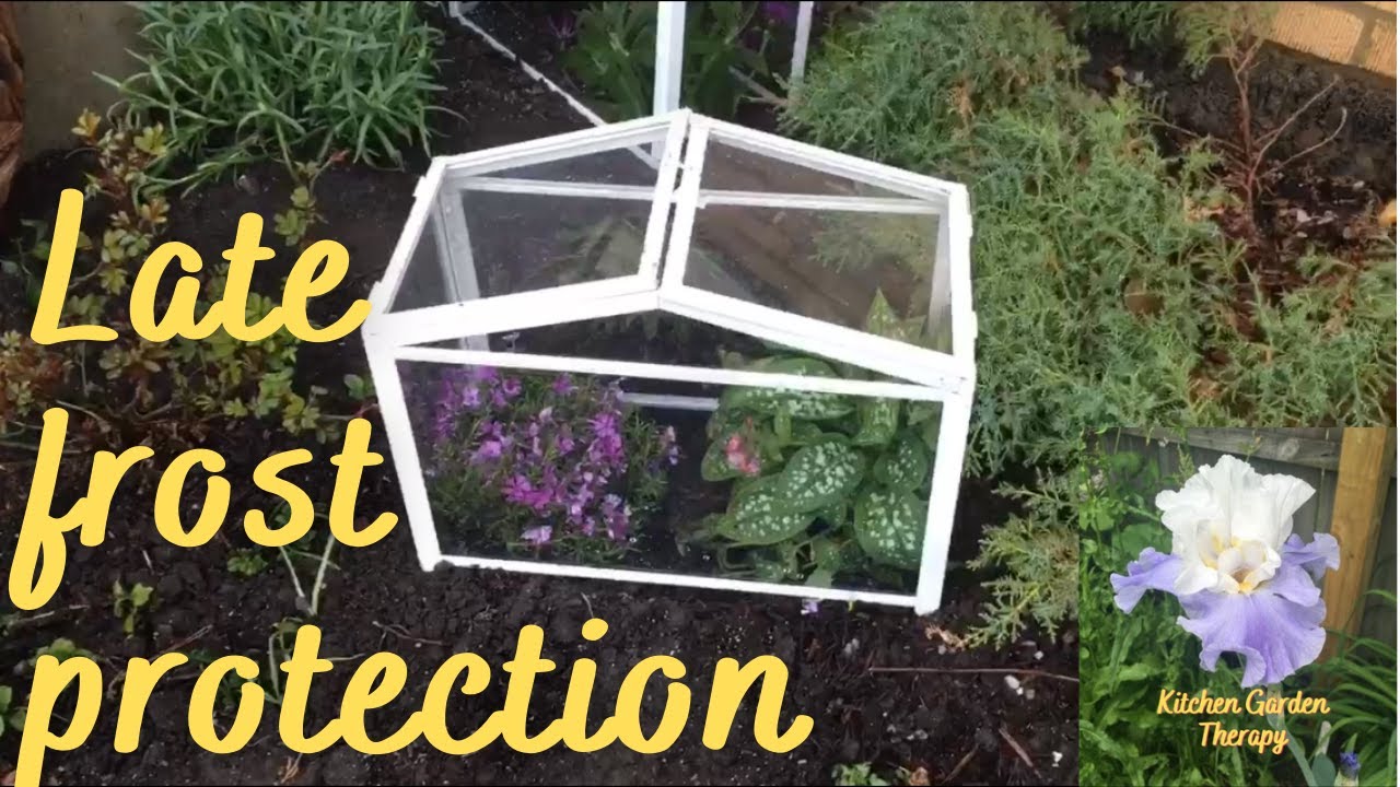 Frost protection! What I use to help my plants survive freeze? YouTube